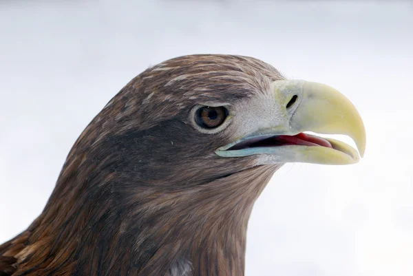 Chef för eagle — Stockfoto