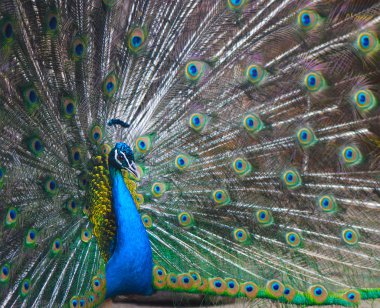 Close-Up gösteriş gurur tavus kuşu