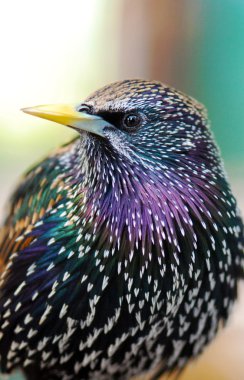 Common Starling clipart