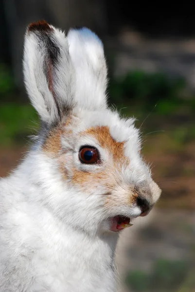 Profili bir tavşan — Stok fotoğraf