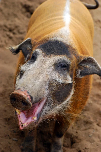 stock image Pig smiles