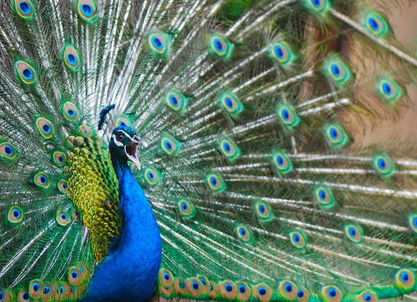 Close-up of a proud peacock showing off — Stock Photo, Image