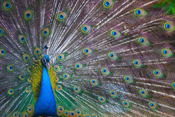 Close-up of a proud peacock showing off — Stock Photo, Image