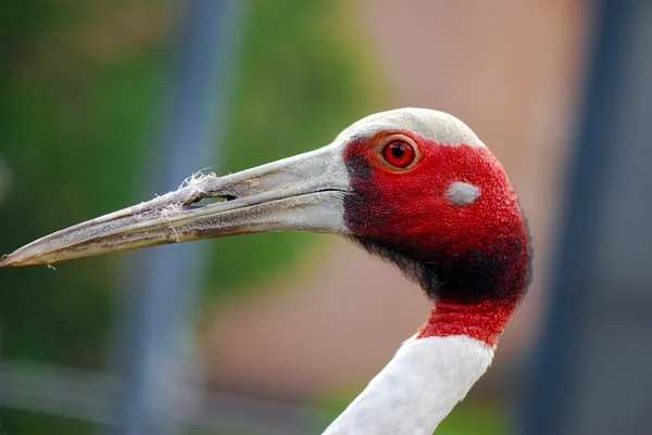 Profile of adult sandhill crane — Stock fotografie