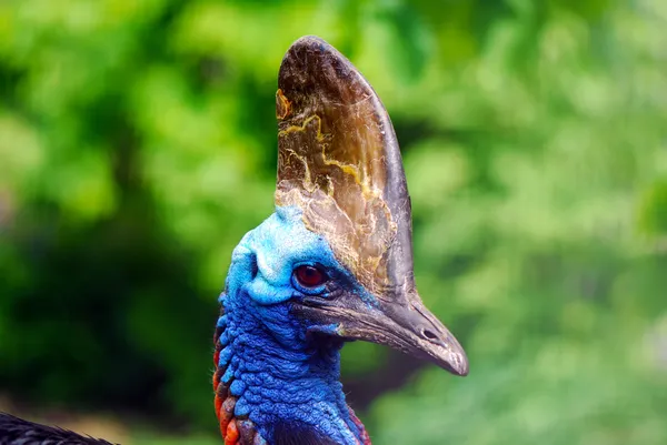 Çift gerdanlı cassowary profili — Stok fotoğraf