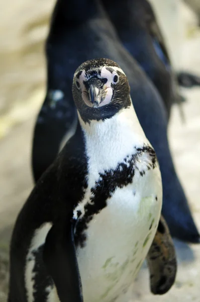 Tučňák — Stock fotografie