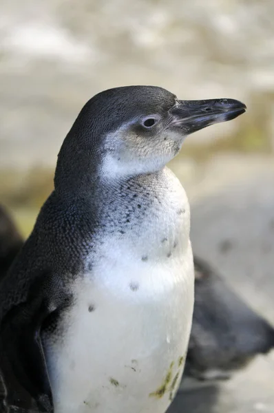 Pingvin — Stockfoto