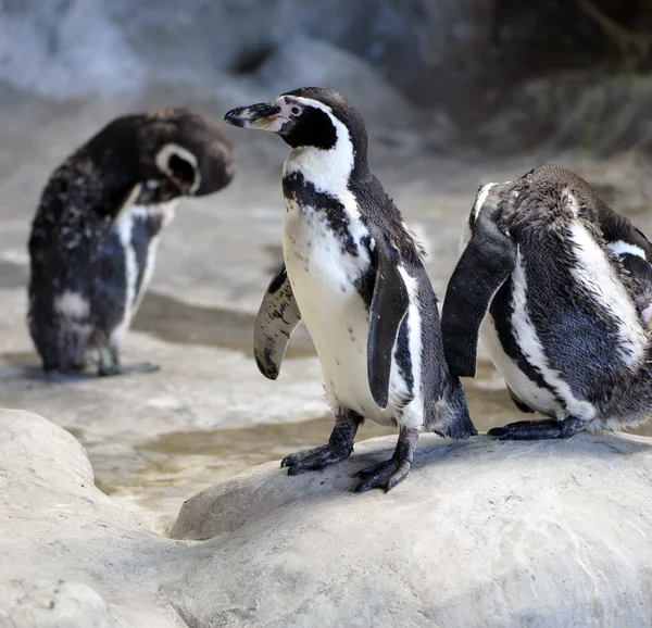 เพนกวิน — ภาพถ่ายสต็อก