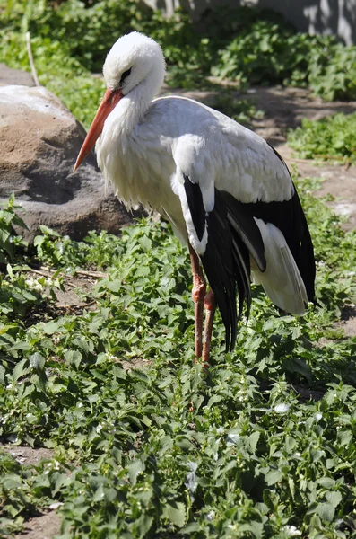 Profilo di adult crane — Foto Stock