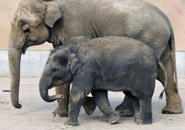 Baby African elephant — Stock Photo, Image