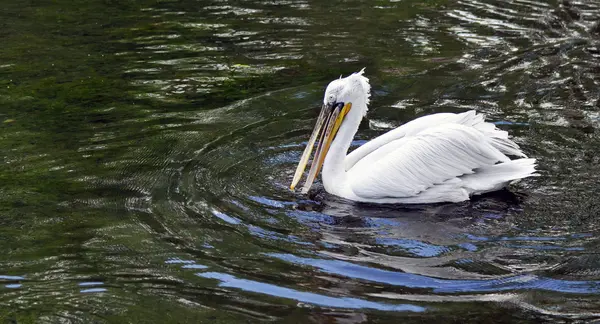 Pelicano — Fotografia de Stock
