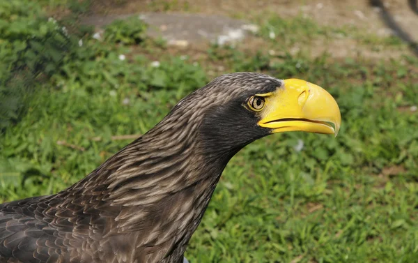 Tête d'aigle avec un grand bec — Photo