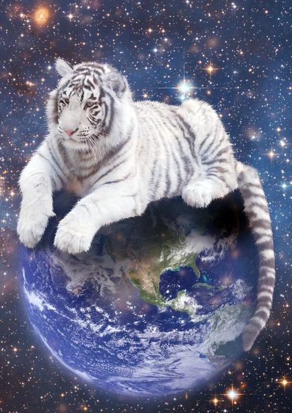 Witte tijger aanbrengen op aarde — Stockfoto