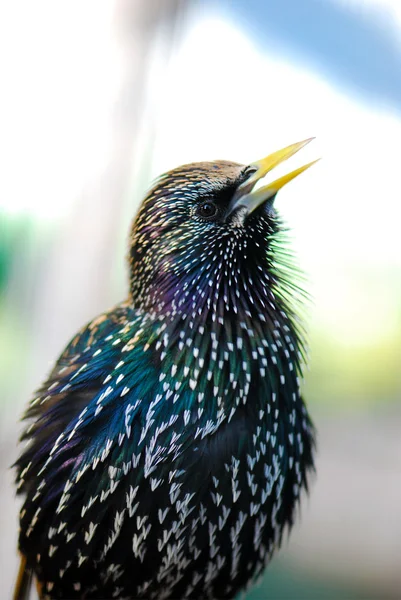 stock image Common Starling