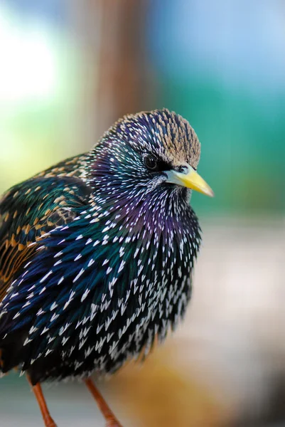 stock image Common Starling