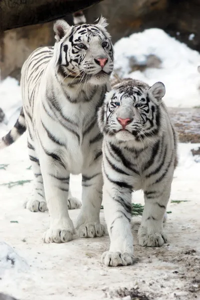 Zwei weiße Tiger — Stockfoto