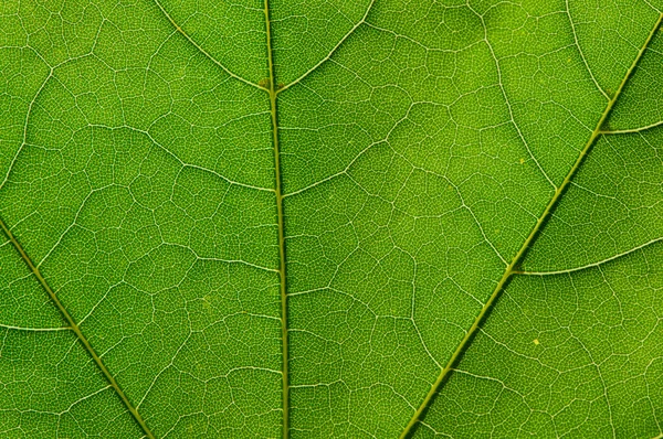 緑の葉のテクスチャ — ストック写真