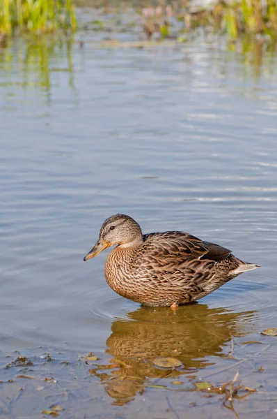 Suda ördek — Stok fotoğraf