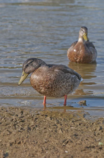 Suda ördek — Stok fotoğraf