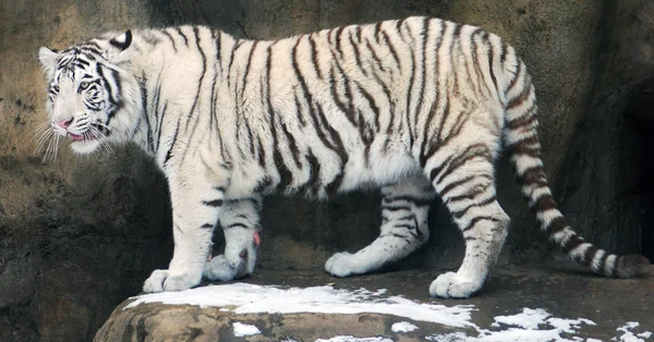 Vita tigrar — Stockfoto