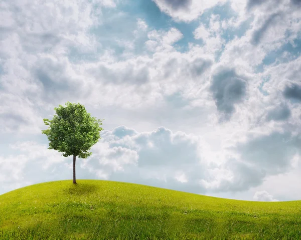 Панорама зеленого поля с деревом — стоковое фото
