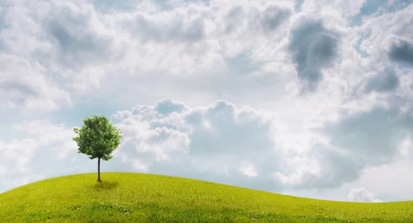 Panorama de campo verde con un árbol — Foto de Stock
