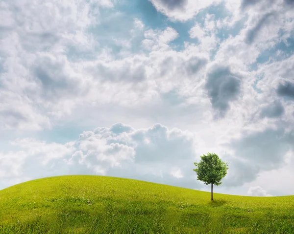 Panorama över gröna fält med ett träd på blå himmel bakgrund — Stockfoto