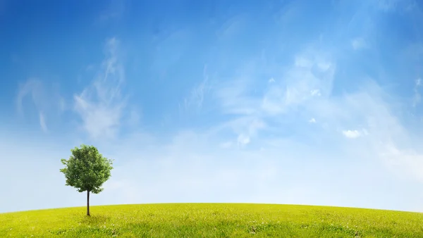 Panorama de campo verde con árboles sobre fondo azul del cielo —  Fotos de Stock