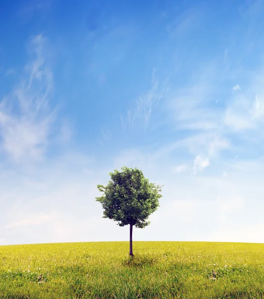 Panorama of green field with a tree — Stock Photo, Image