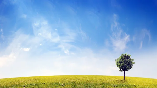 Panorama de campo verde con un árbol — Foto de Stock