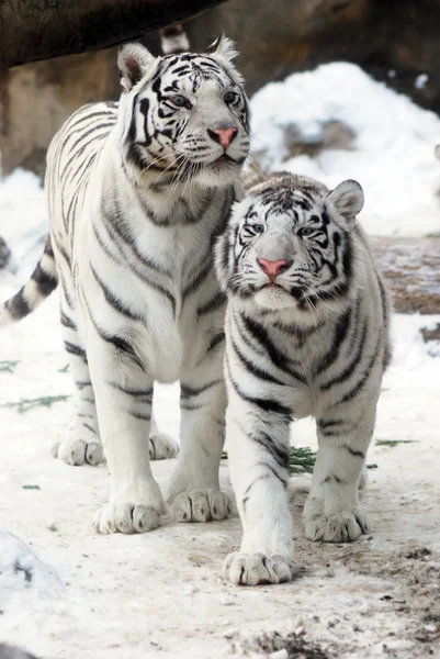 Två vita tigrar Stockbild