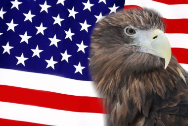 Kel kartal Amerikan bayrağı koruma