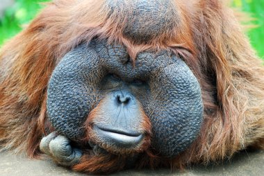 orangutan - büyük yanakları ile maymun