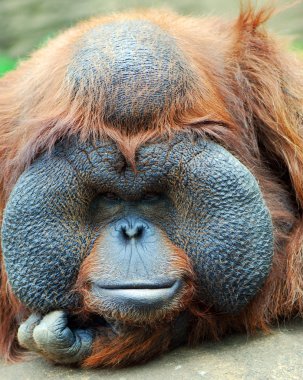 orangutan - büyük yanakları ile maymun