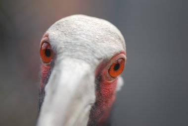 Profil sahibi yetişkin sandhill crane