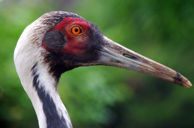 Profil sahibi yetişkin sandhill crane