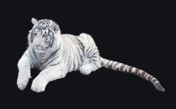 Tigre bianca — Foto Stock