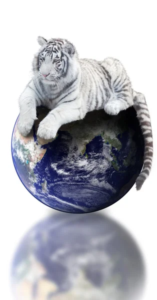 Tigre blanco sentado en la Tierra — Foto de Stock