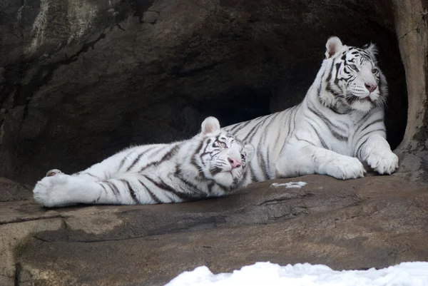 Två vita tigrar — Stockfoto