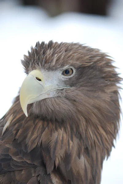 Aguila portret —  Fotos de Stock