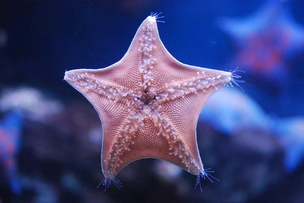 stock image Starfish