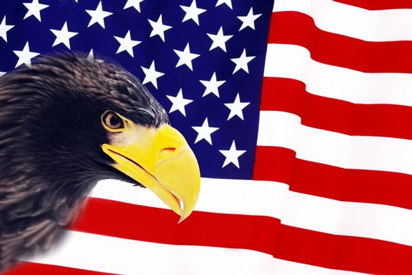 stock image Bald Eagle in guarding American Flag