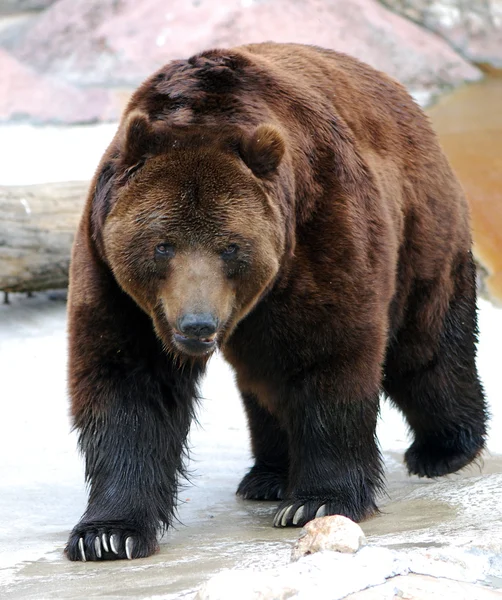 Grizzly medve séta — Stock Fotó