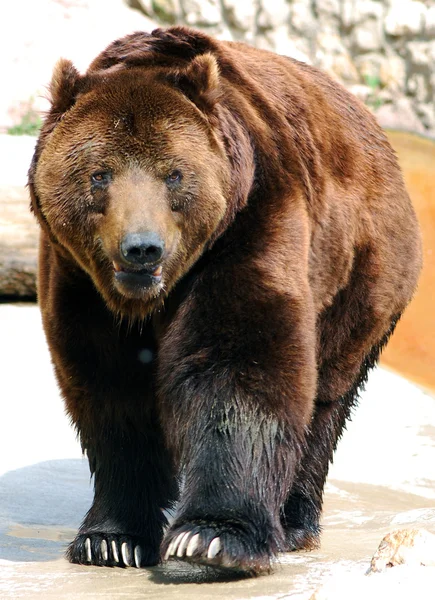 Niedźwiedź Grizzly, krótkiego spaceru — Zdjęcie stockowe