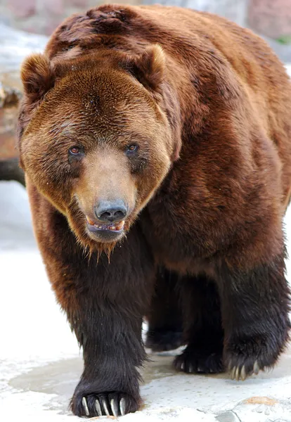 Grizzlybär läuft — Stockfoto