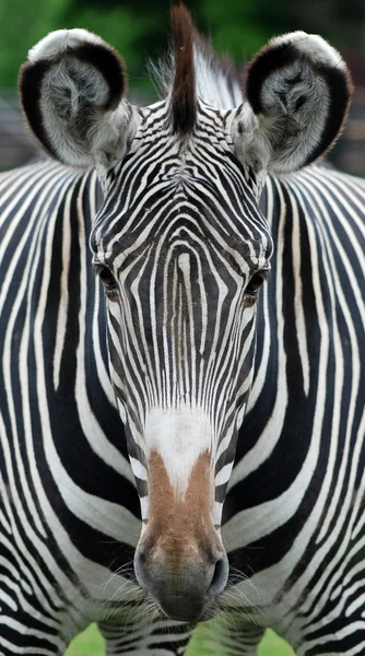 Hoofd van zebra in groene veld — Stockfoto