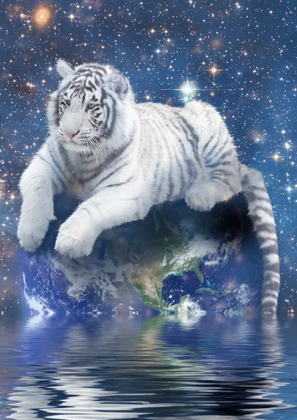 Elhelyezés a földön fehér tigris — Stock Fotó