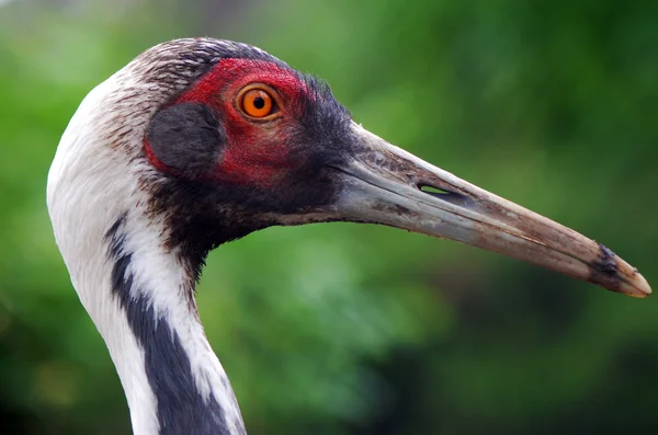 Profile of adult sandhill crane — ストック写真
