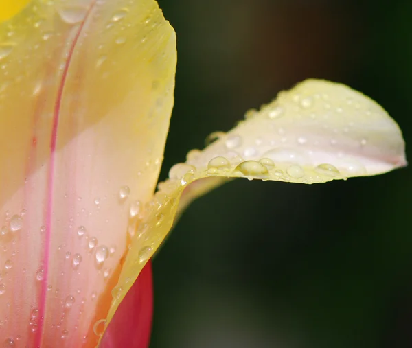 Rocío matutino en tulipán fresco — Foto de Stock