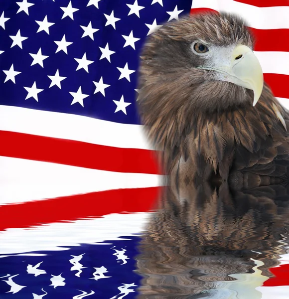 Weißkopfseeadler bewacht amerikanische Flagge lizenzfreie Stockfotos
